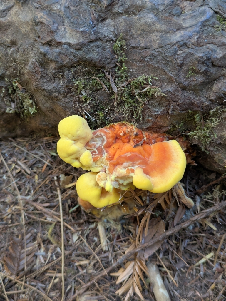 Conifer Chicken of the Woods · August 2026 · photo: Photo: (c) jayjt, some rights reserved (CC BY) · iNaturalist