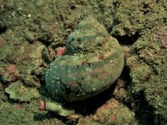 Turbo petholatus