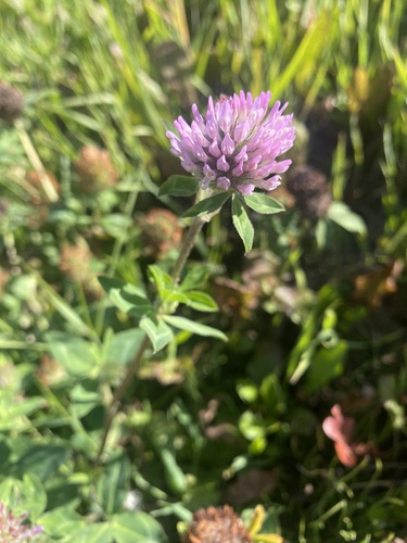 Red Clover