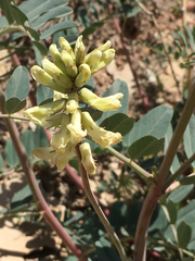 Astragalus praelongus