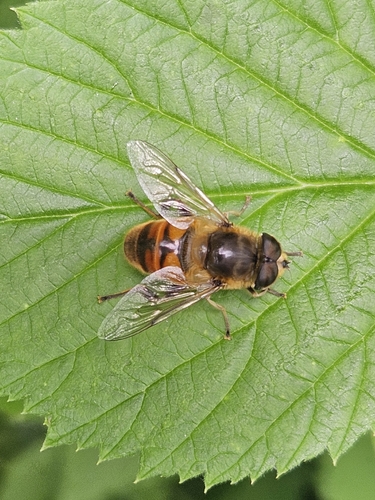 Common Drone Fly