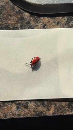 Lily Leaf Beetle