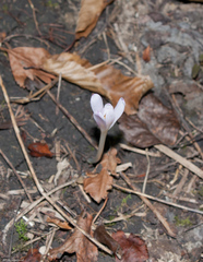Colchicum umbrosum