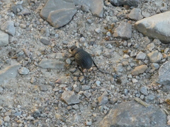 Phyllophaga cribrosa