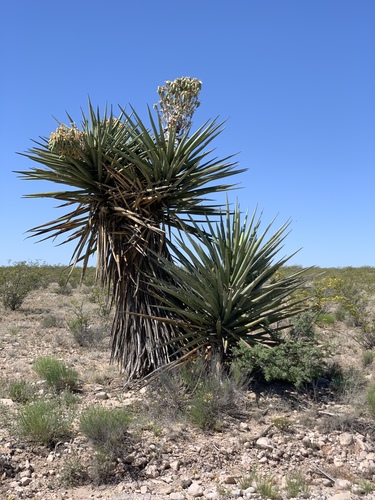 Yucca treculiana