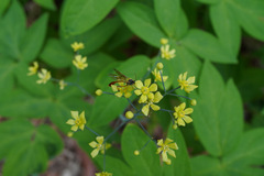 Caulophyllum robustum