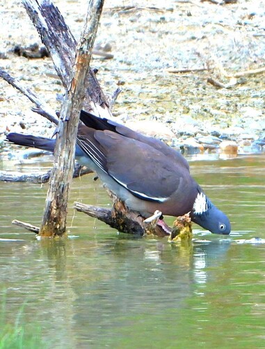 Common Wood-Pigeon