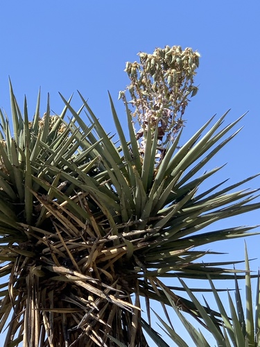Yucca treculiana