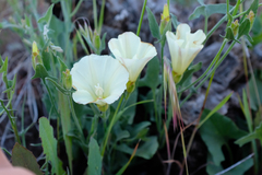 Calystegia malacophylla