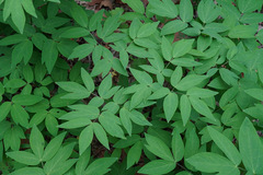 Caulophyllum robustum