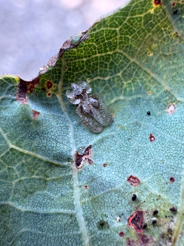 oak lace bug