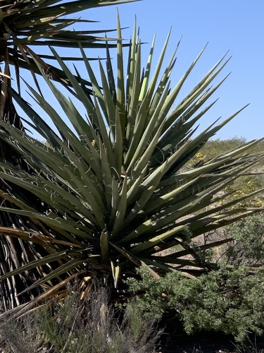 Yucca treculiana