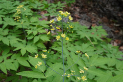 Caulophyllum robustum