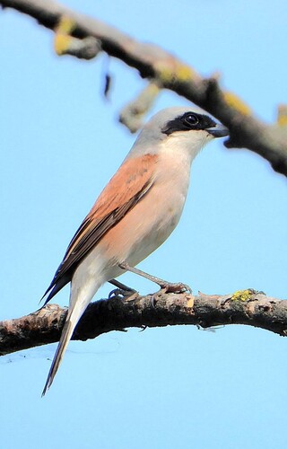 Red-backed Shrike
