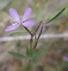Clarkia modesta