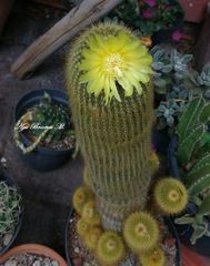 Parodia lenninghausii