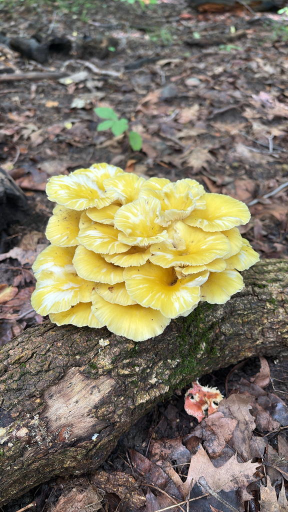 Golden Oyster Mushroom · August 2026 · photo: Photo: (c) Rachel, some rights reserved (CC BY) · iNaturalist