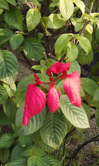 Mussaenda erythrophylla