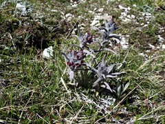 Cynoglossum magellense