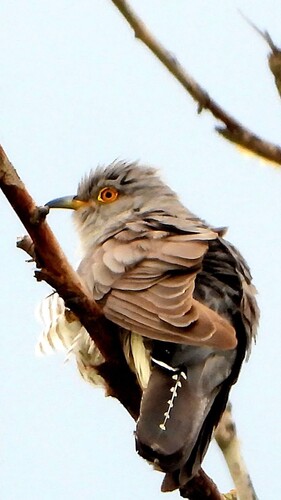 Common Cuckoo