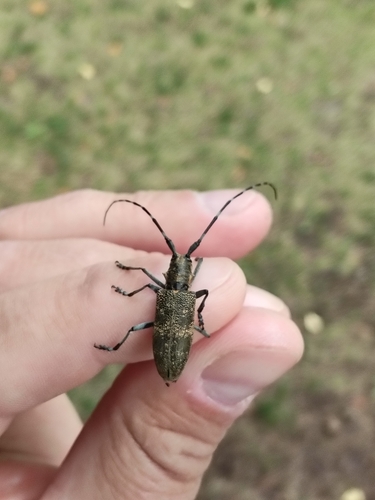 Monochamus saltuarius