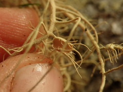 Usnea baileyi