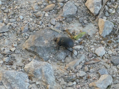 Phyllophaga cribrosa