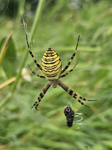 Wasp Spider