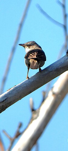 Greater Whitethroat