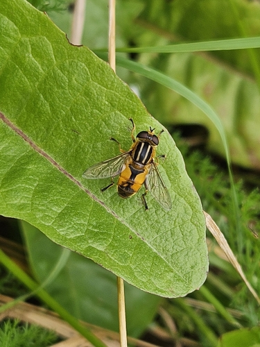 Woolly-tailed Marsh Fly