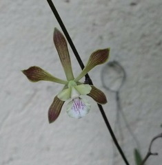 Encyclia guatemalensis