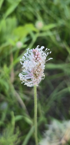 Hoary Plantain