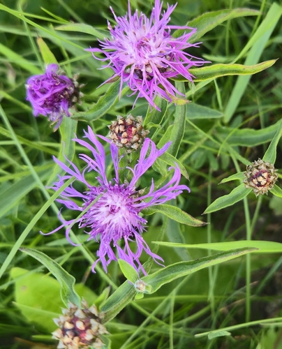 Brown Knapweed