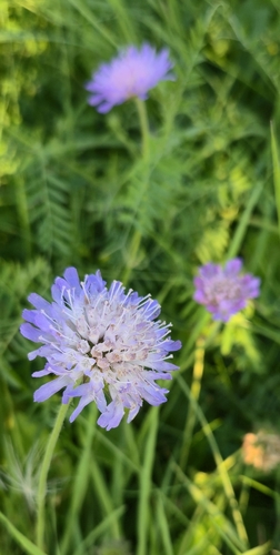 Field Scabious
