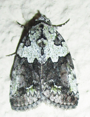 Blenina squamifera