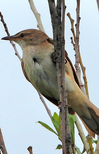 Great Reed Warbler