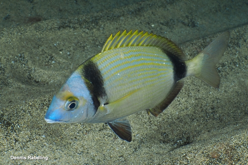 Common Two-banded Seabream, photo 2 of 8
