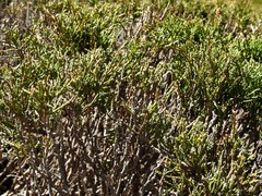Juniperus sabina balkanensis
