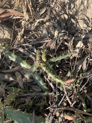 Opuntia aurantiaca