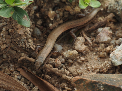 Scincella reevesii observed 2026-08-07