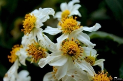 Montanoa leucantha