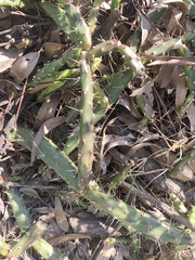 Opuntia aurantiaca