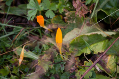 Crocus scharojanii