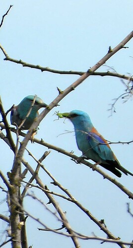 European Roller