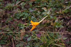 Crocus scharojanii