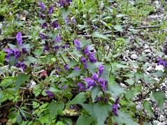 Lamium garganicum