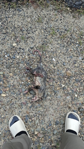 Virginia Opossum