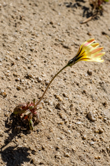 Malacothrix floccifera