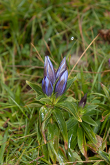 Gentiana septemfida