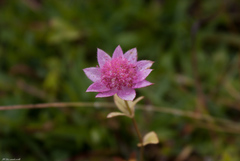 Astrantia maxima